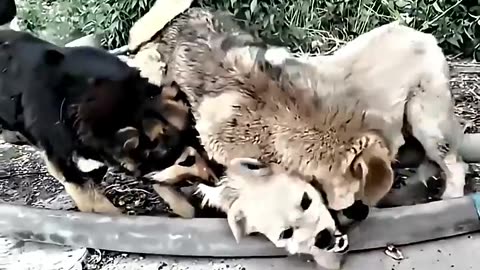 animals