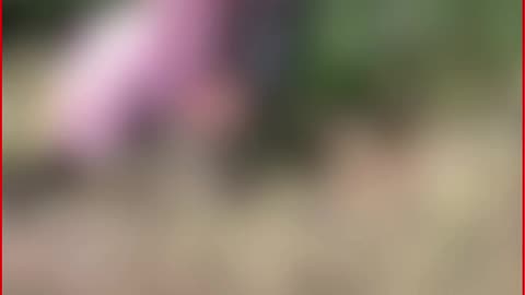 ‘Honour’ Killing Shock in Bhind: Father Shoots Dead Married Daughter Over Love Affair