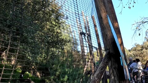 Stellar Sea Eagle at the San Diego Zoo