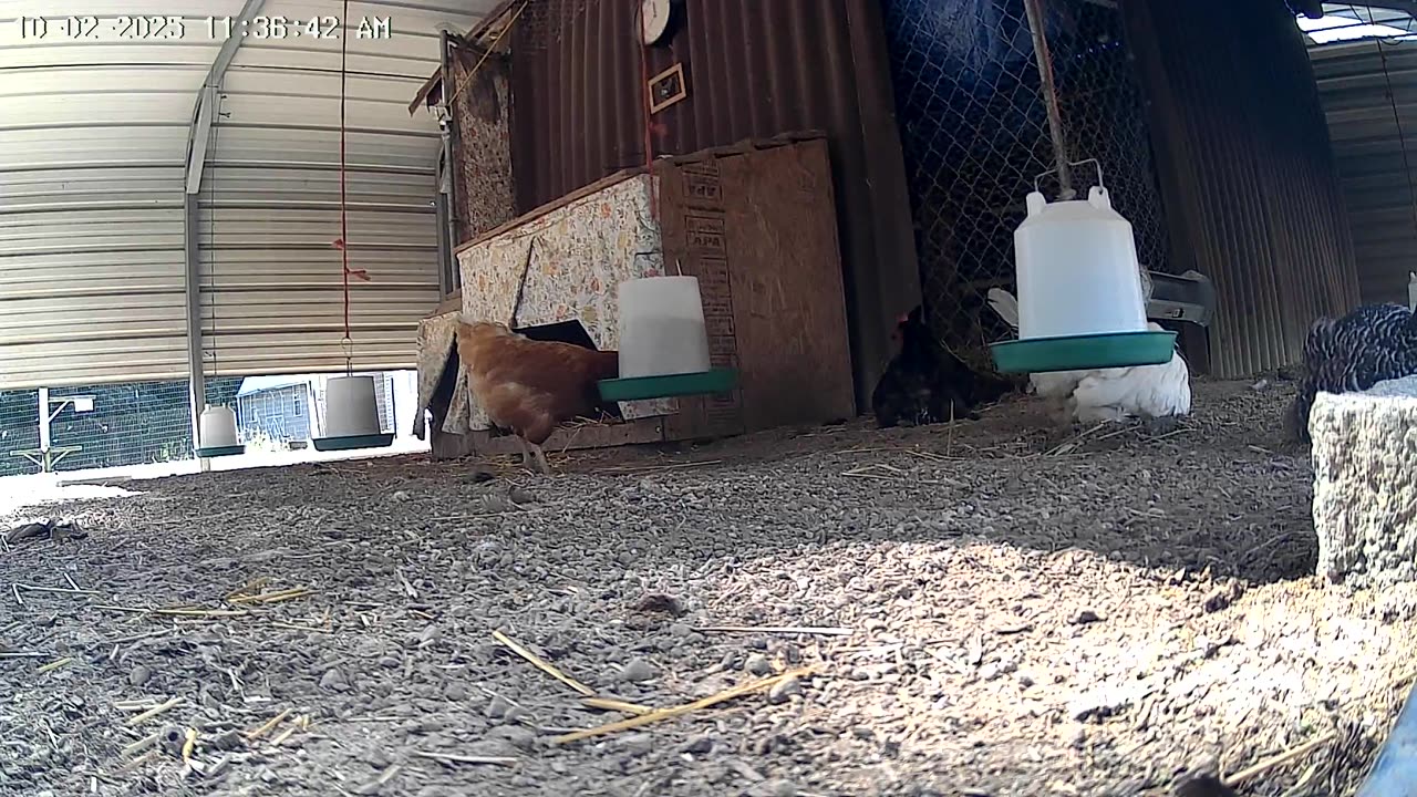 Betty The Molter And Friends!