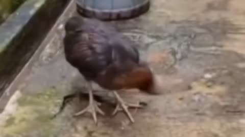 Funny chicken