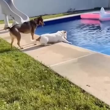 Funny Animals 2024 😂 - Funniest Cats and Dogs video 🐱 🐶 #shorts