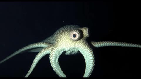 Why Lepidoteuthis grimaldii Looks Like No Other Squid on Earth