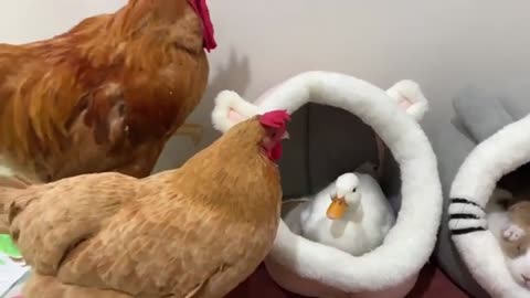 So funny! The duck forcibly occupied the rabbit's nest, and the cat took in the rabbits. Super cute