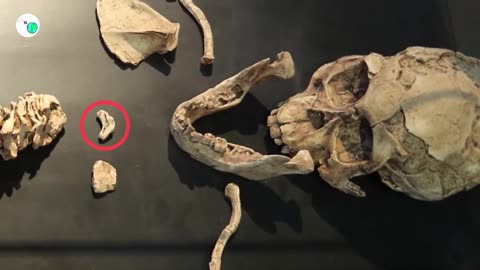 When Did We First Talk? 🤔 The Evolution of Human Speech