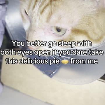 #peasants #food #cat #neki #kot #gato #haha #tabbycat