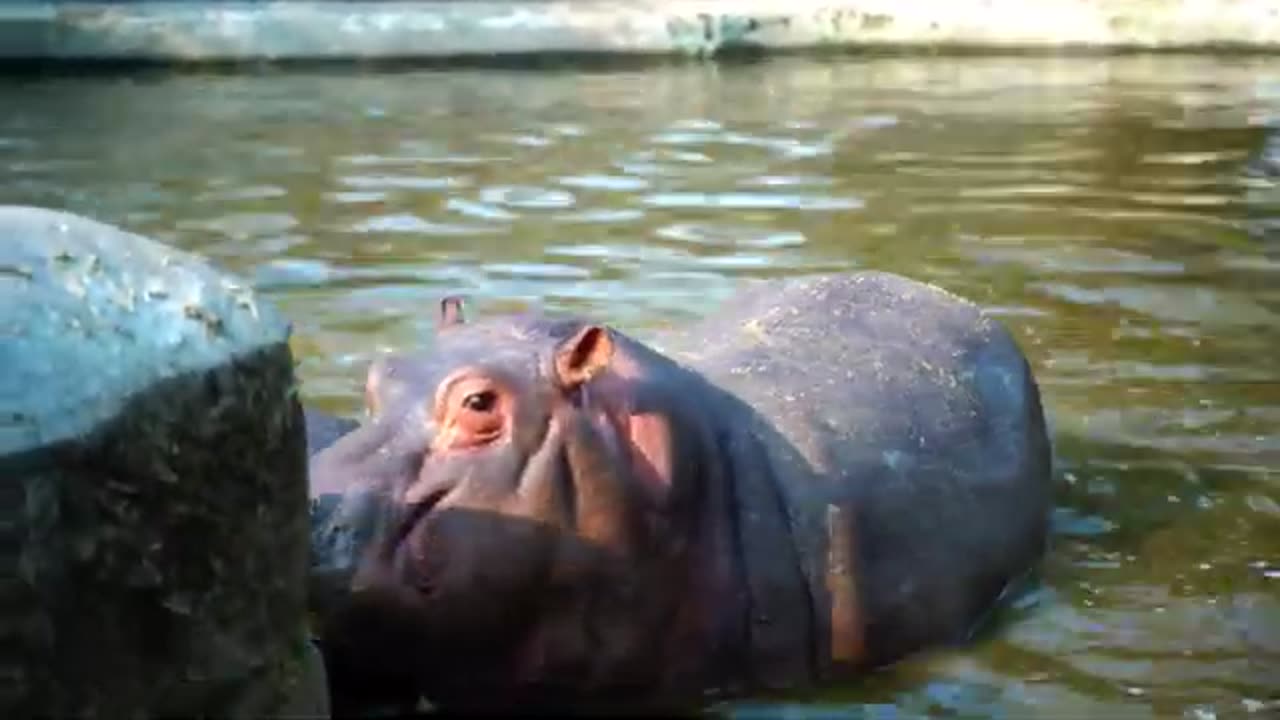 BEAUTIFUL HIPPOPOTAMUS !! HD !!!!