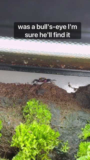 Paludarium Snack Bandit!