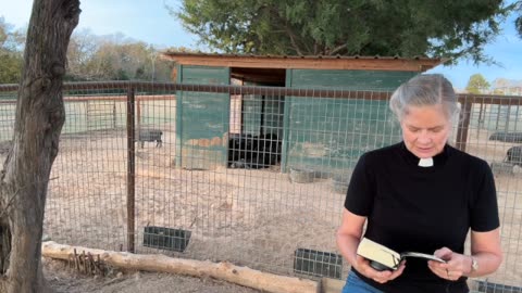 Morning Prayer, Daily office