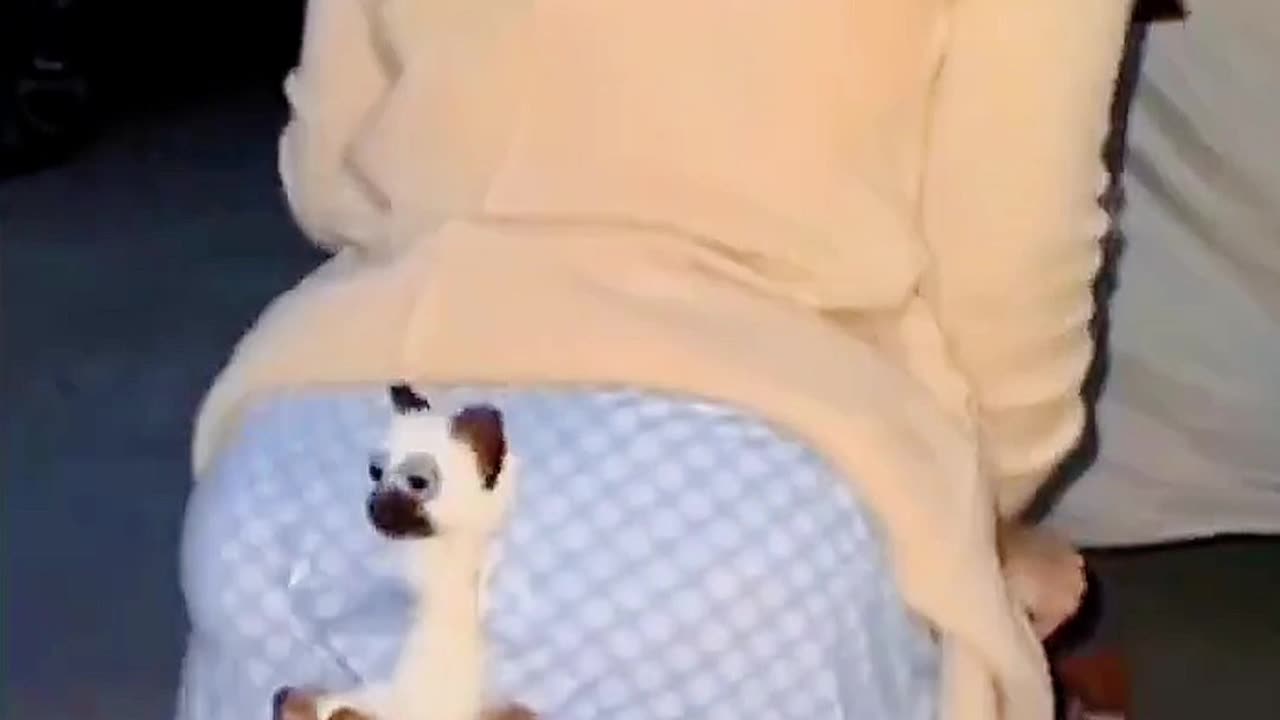 Halloween cat 😺👻🎃😂