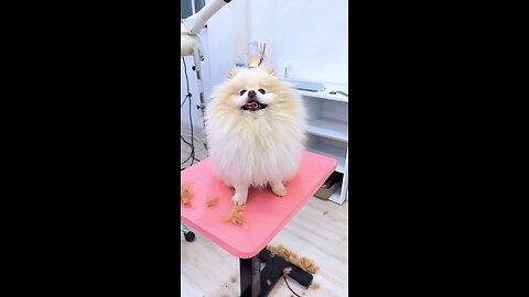 "Toy Pomeranian Teddy Bear Makeover | Watch the Adorable Transformation!"