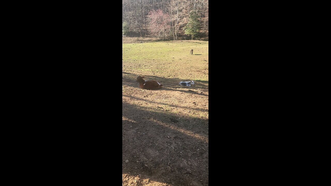 Baby heifer and bull calves 2025.