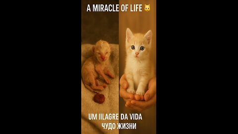 When all seemed lost... a miracle happened 🙏🐶✨