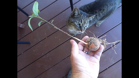 Planting Avacado Seedling 10/2/25