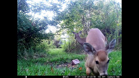 Deer Cam 09 29 2025 Yearling Bedding In Front Of Game Cam Trail Camera