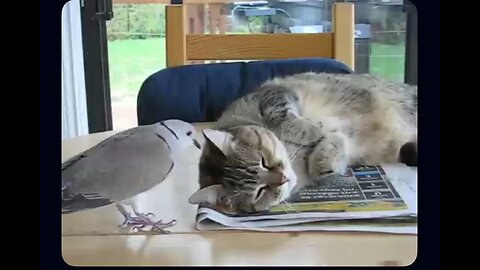 Crazy Pigeon vs Chill Cat – Who Wins?! 🐦