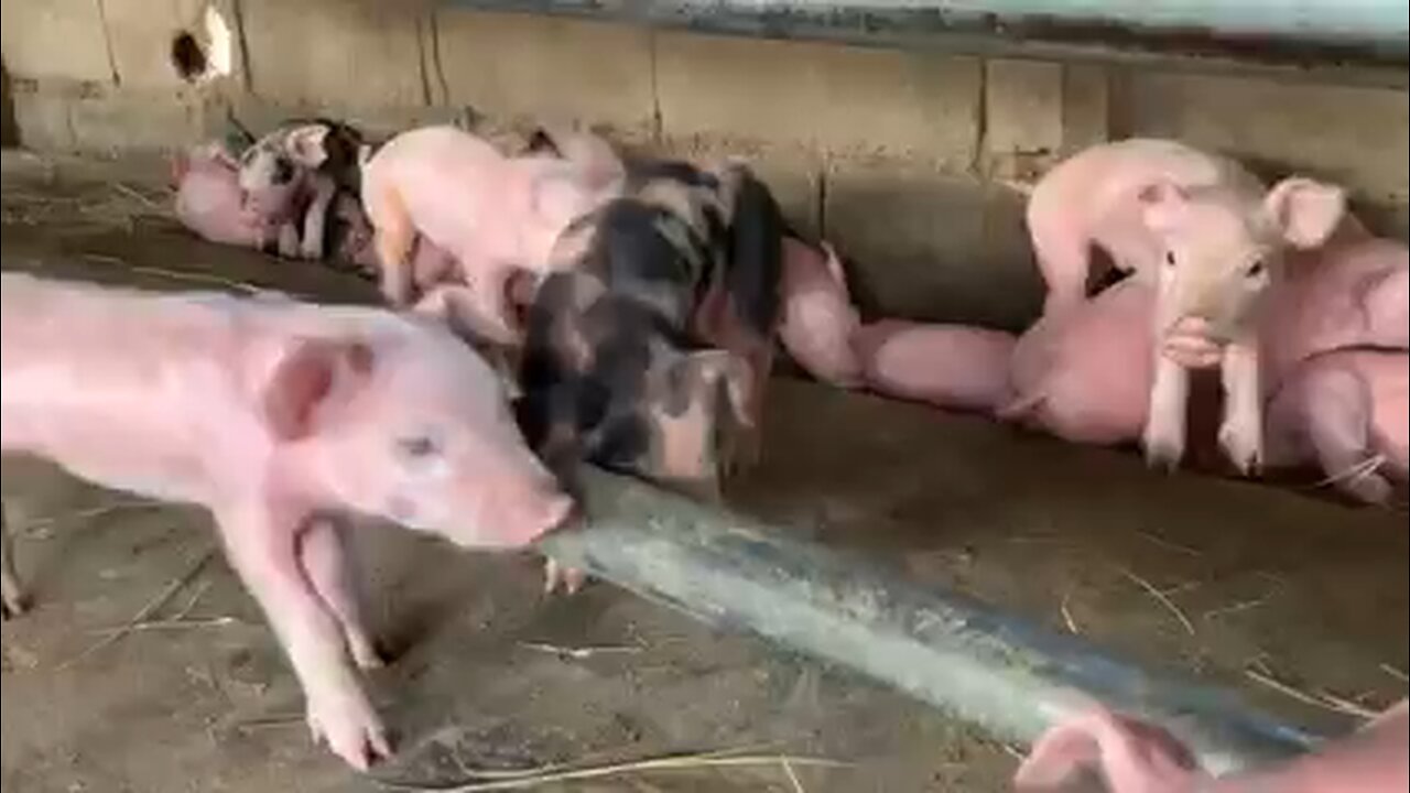 baby 🐷 piggy