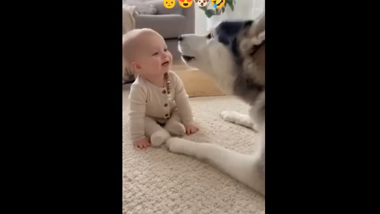 Baby talks to Husky