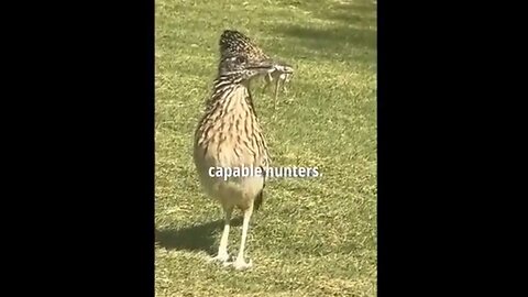 The Real Roadrunner and Wile E. Coyote