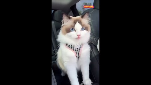 #Funny animal #Funny cat