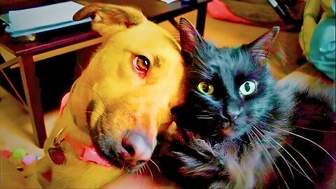 Animals Acting INSANE 😼🐕 Most Hilarious & Out-of-Control Pet Clips 2025! 🤣💥