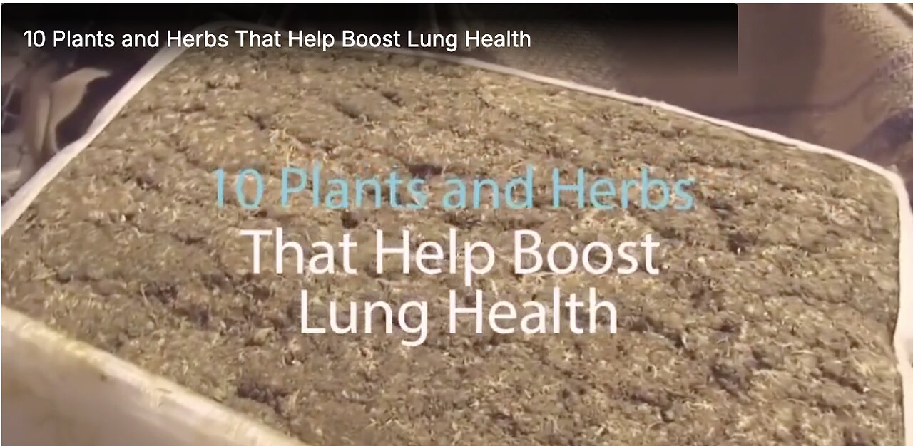 10 Plants and Herbs That Help Boost Lung Health