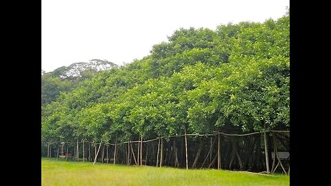 The Great Banyan: Nature's Mind-Boggling Marvel!