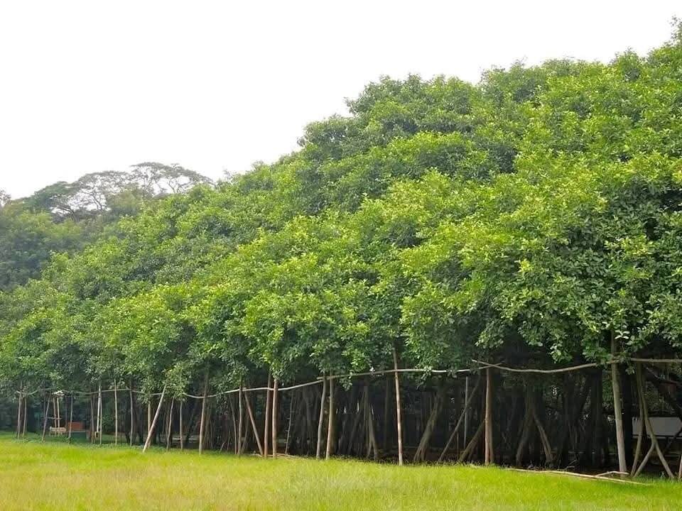 The Great Banyan: Nature's Mind-Boggling Marvel!