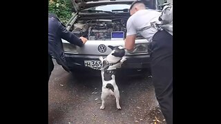 Cómo un perro se convirtió en asistente para empujar un coche