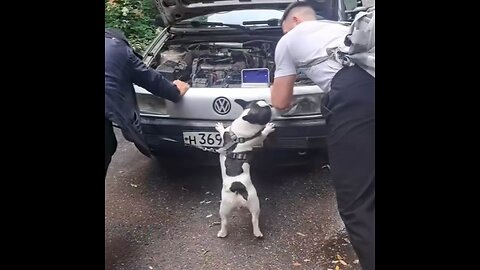 Cómo un perro se convirtió en asistente para empujar un coche