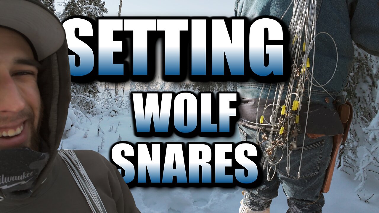 Setting "Stinger" Snares For WOLF