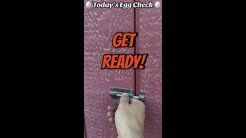 🥚 Today’s Egg Check! 🥚