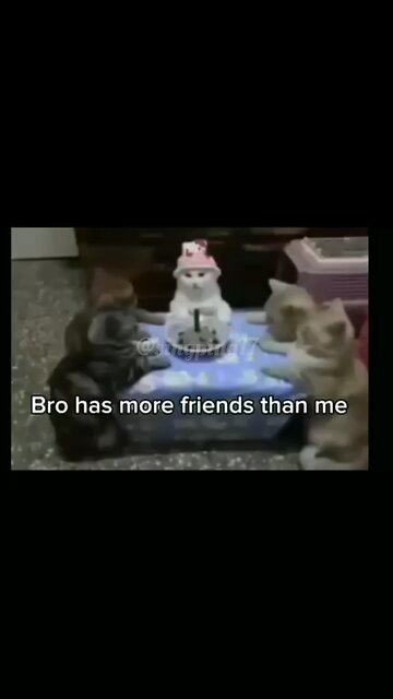 When the whole squad pulls up for the birthday party… but only for the cake. 🎂🐱😂