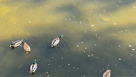 I’m Recording Mallard Ducks Today October 22 2025 Part 2