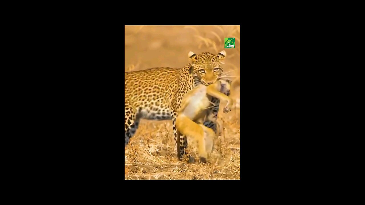 Hungry Jaguar Hunting