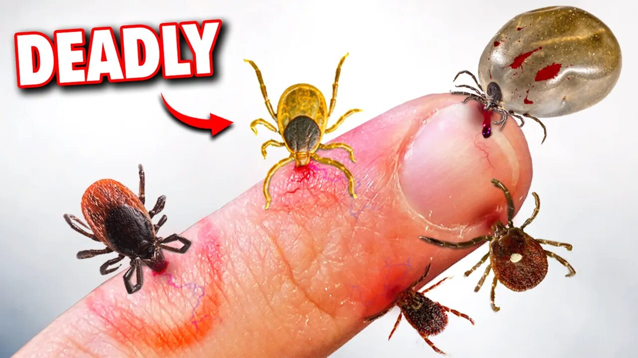 5 Deadly Tick Bites You Need To Worry About!
