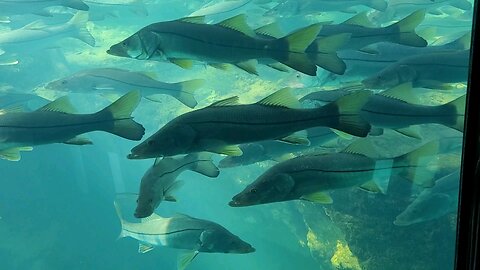 Homosassa Springs Wildlife park