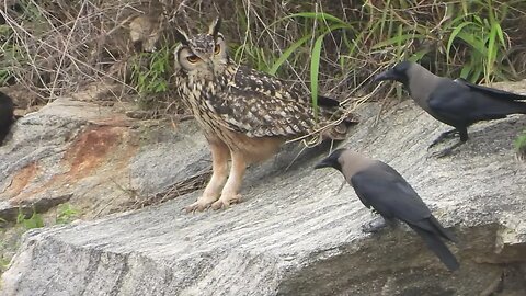 The Curious Crow and the Furious Rock Eagle Owl