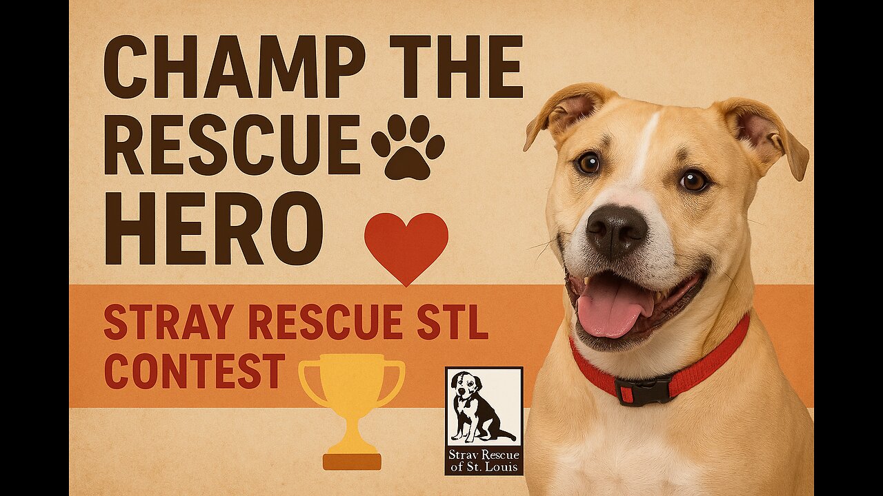 Champ the Rescue Hero: How One Dog is Raising Funds for Stray Rescue STL