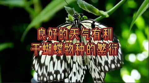 良好的天气有利于蝴蝶物种的繁衍