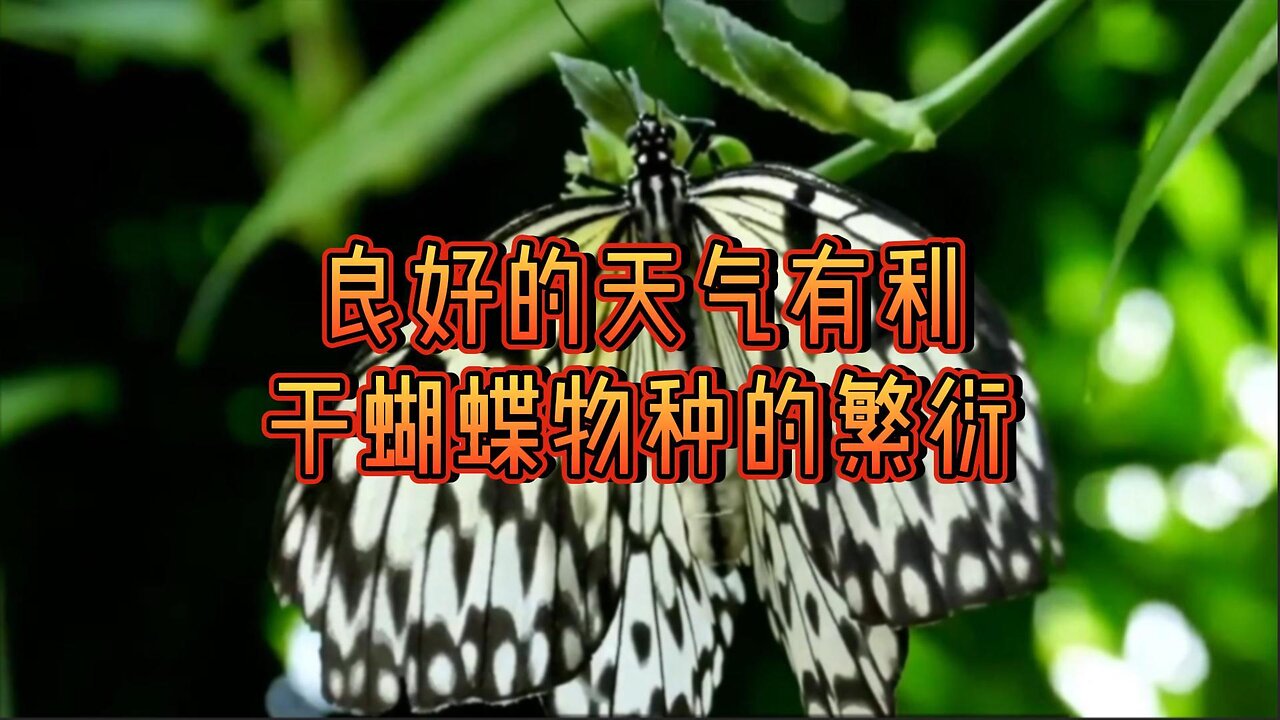 良好的天气有利于蝴蝶物种的繁衍