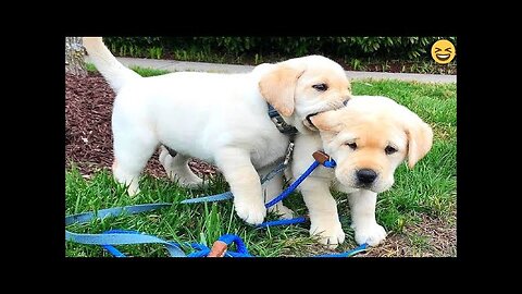 Try Not To Laugh Dogs And Cats 😁 - Best Funniest Animals Video 2025 - Part 7