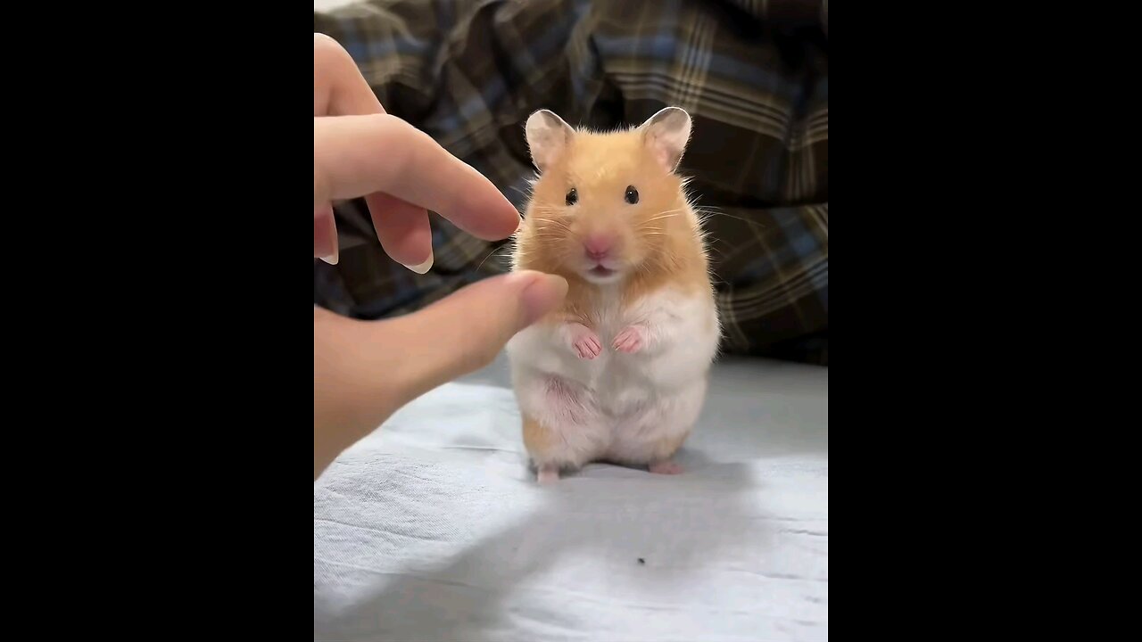 Cute little hamster 🐹