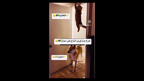 🤣🤭😆طرح جمع آوری اتباع غیرمجاز