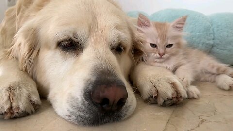 Heart warming Moments with Pets Kitten Refuse to Sleep