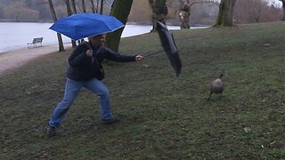 Man Afraid of Friendly Geese And Gosling