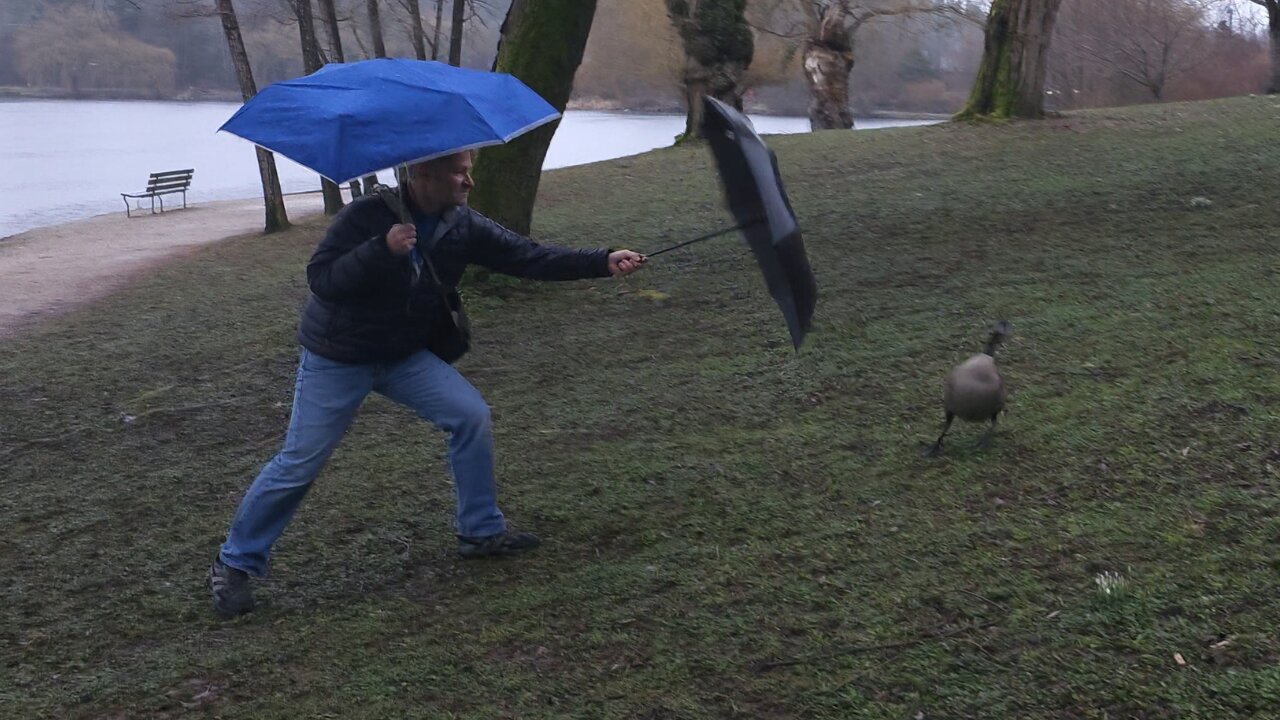 Man Afraid of Friendly Geese And Gosling