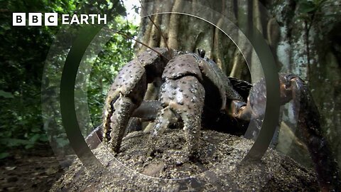 The Colossal Coconut Crab