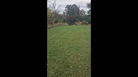 Ducks Catching the Current