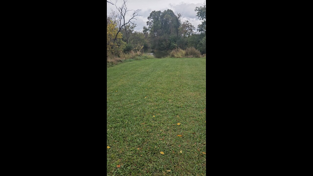 Ducks Catching the Current